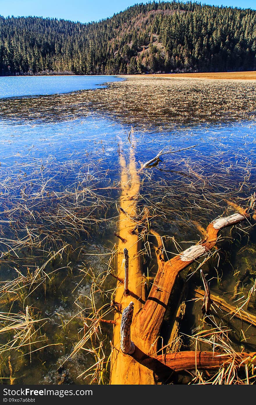 Clear water medium growth of weeds. Clear water medium growth of weeds