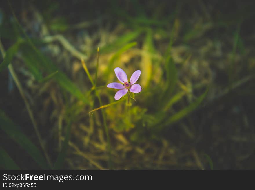 pink small Erodium cicutarium on a black background on the center of the frame