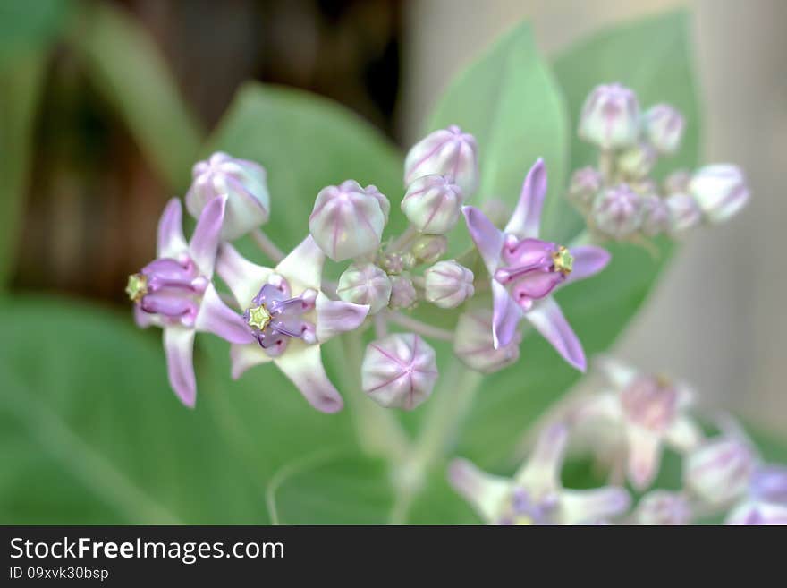 Purple crown flower blooming