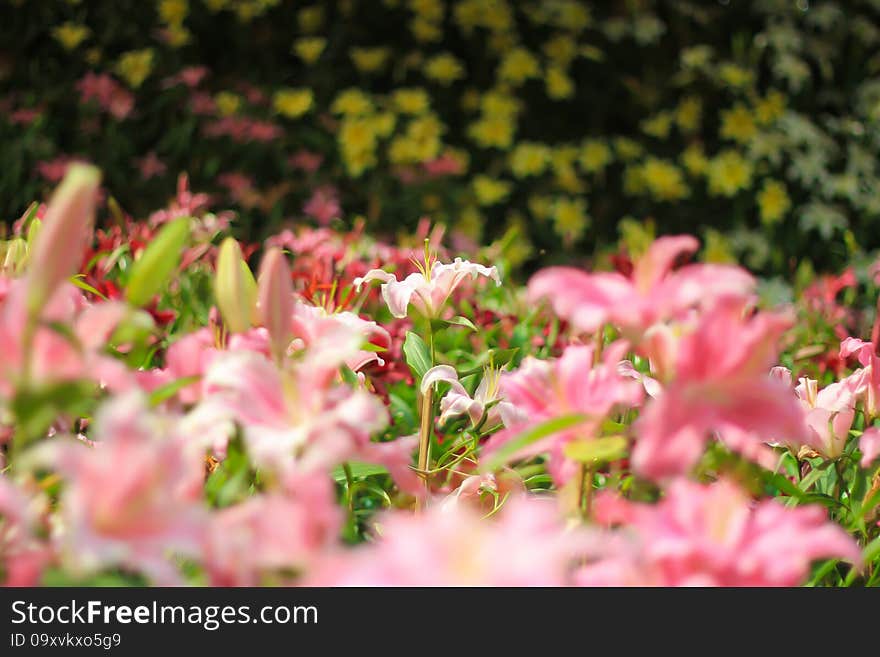 Lily flower garden in chaing rai thailand