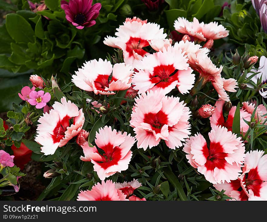 Beautiful blooming pink, red and white Carnation flowers in a garden. Beautiful blooming pink, red and white Carnation flowers in a garden