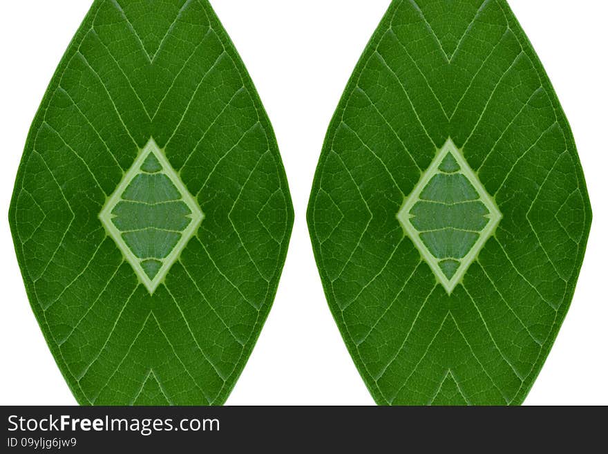 Idea form leaf.(Pattern for wallpaper concept)