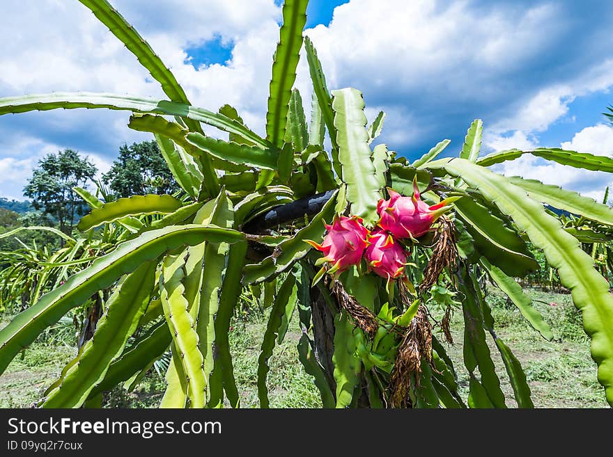 Colorful dragon fruit is on the tree.