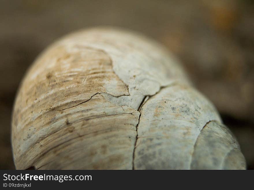 Texture of shell