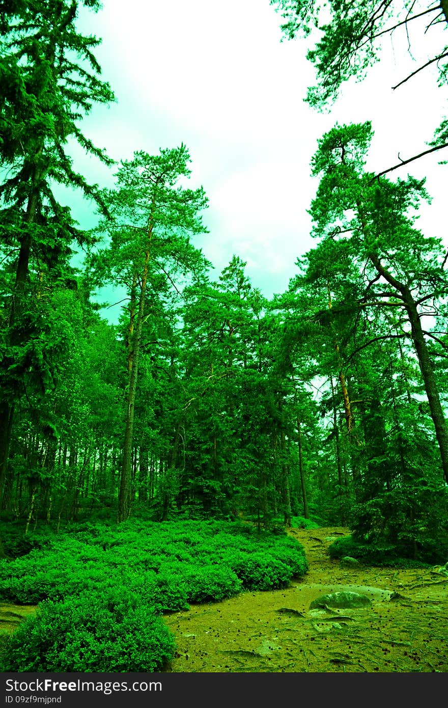 Lush green vegetation in the forest