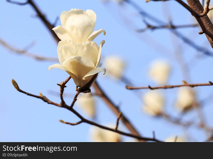 Blooming flowers