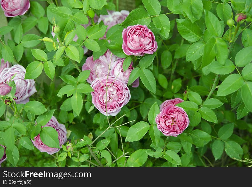 Shrub roses