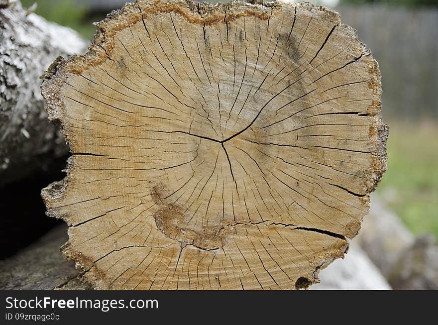 Cut of a tree can tell a lot about the past, about the place where the tree grew, it happened during this epoch during which proizrostaet this tree. Cut of a tree can tell a lot about the past, about the place where the tree grew, it happened during this epoch during which proizrostaet this tree