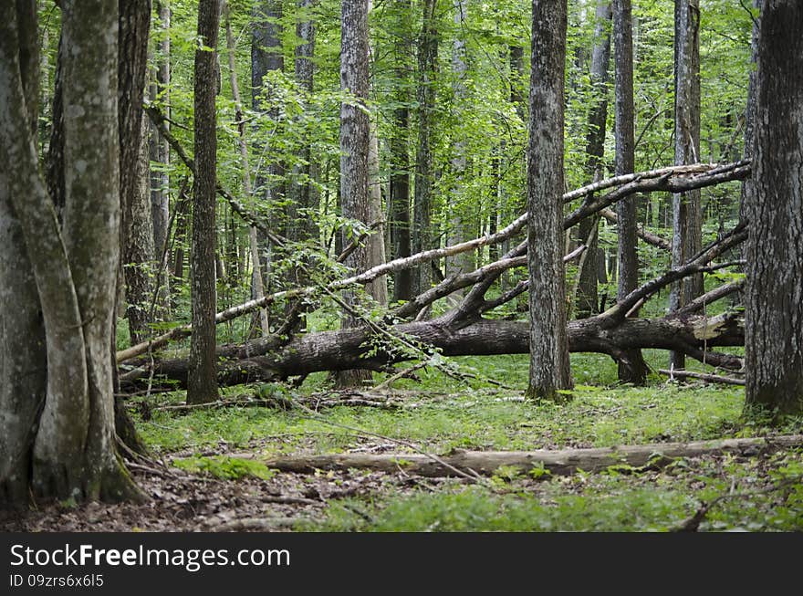 The charm of the forest