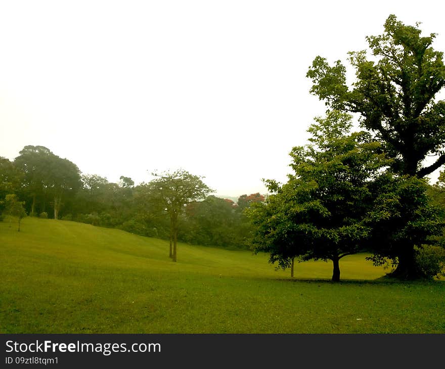 Garden in the Forest