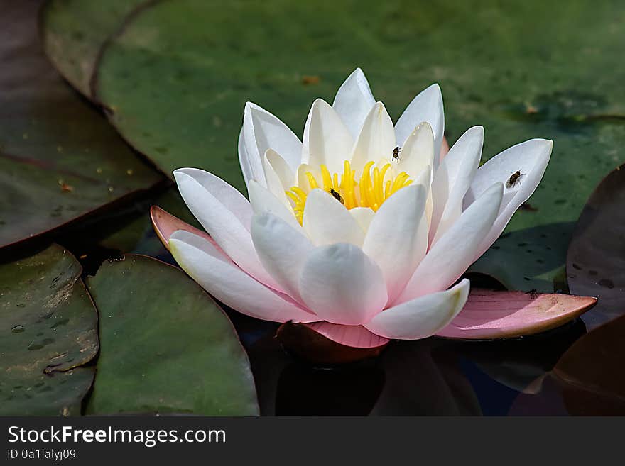 Single flower of a water lily on a bed of leaves with flies on the petals