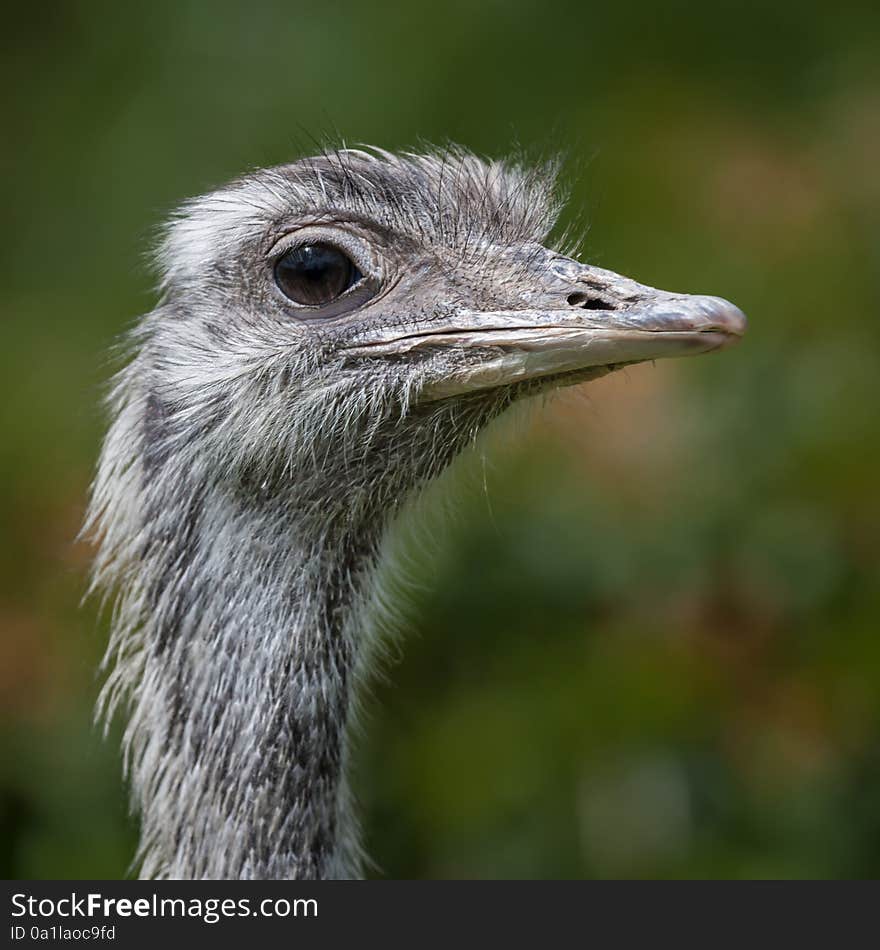 Rhea portrait