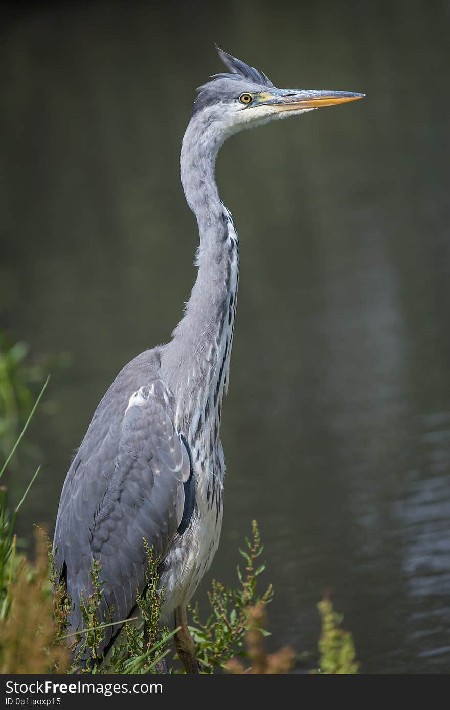 An upright, vertical photograph of a grey heron Ardea cinerea looking to the right