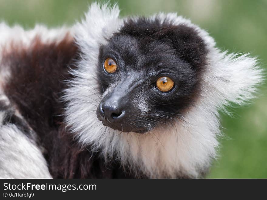 Ruffed Lemur