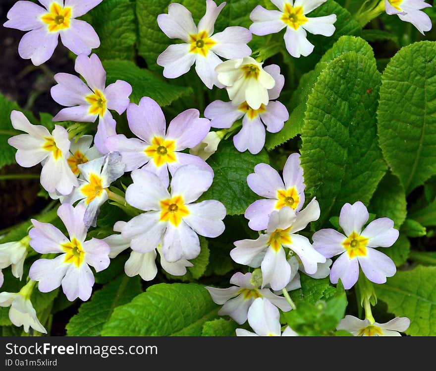 Small group of white Primrose flowers - Primula vulgaris. Small group of white Primrose flowers - Primula vulgaris