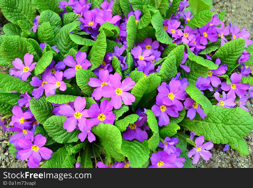 Small group of purple Primrose flowers - Primula vulgaris. Small group of purple Primrose flowers - Primula vulgaris