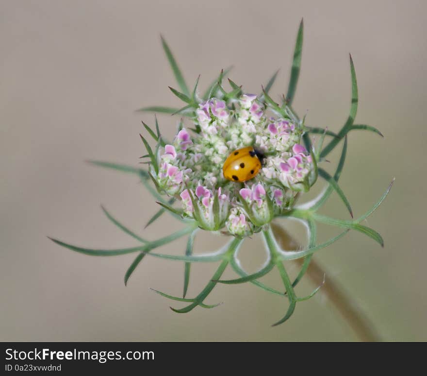 Tiny Ladybug Nestled in a Bloom of Queen Anne s Lace