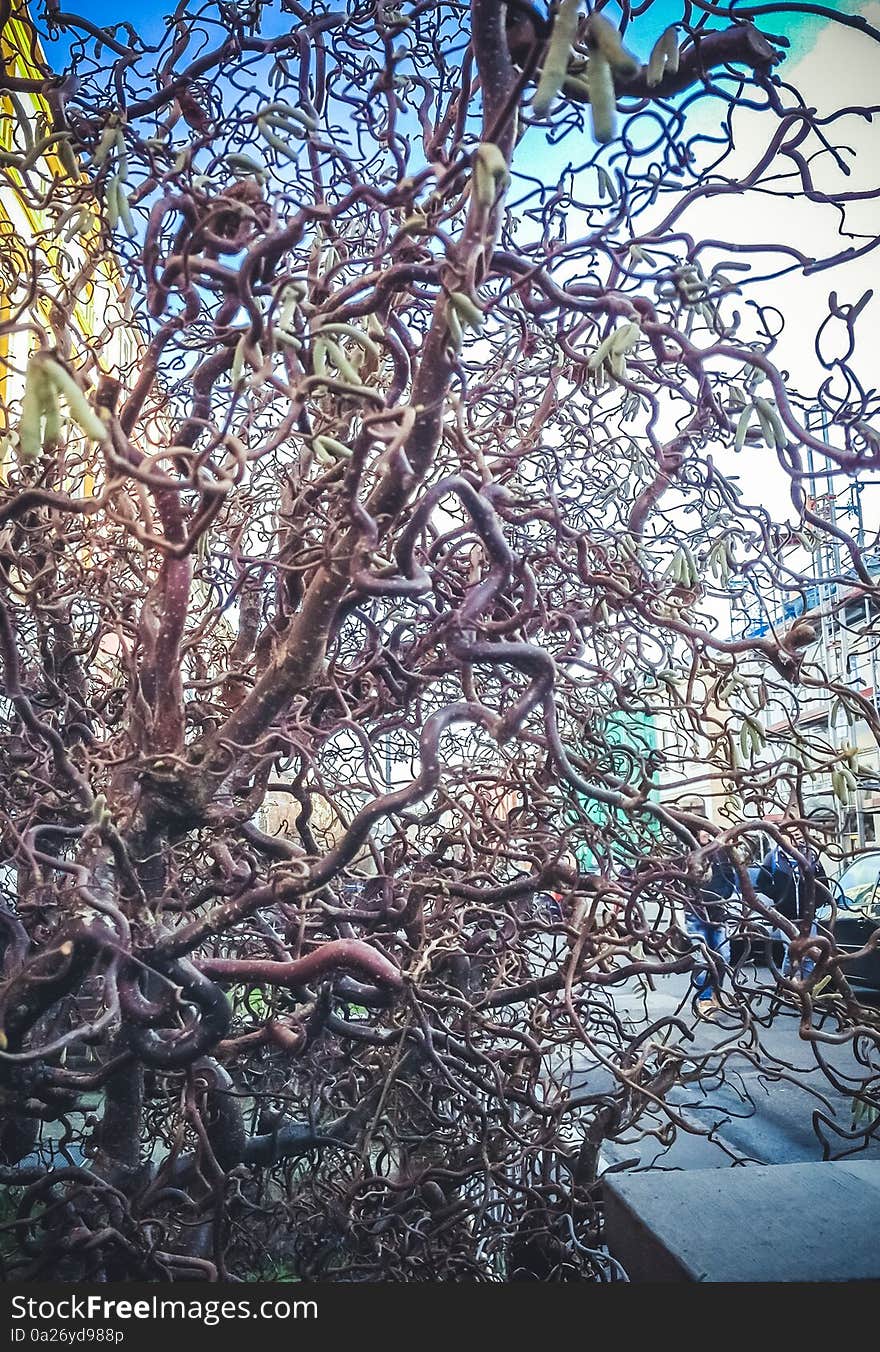 Unusual curly willow tree with its twisted branches