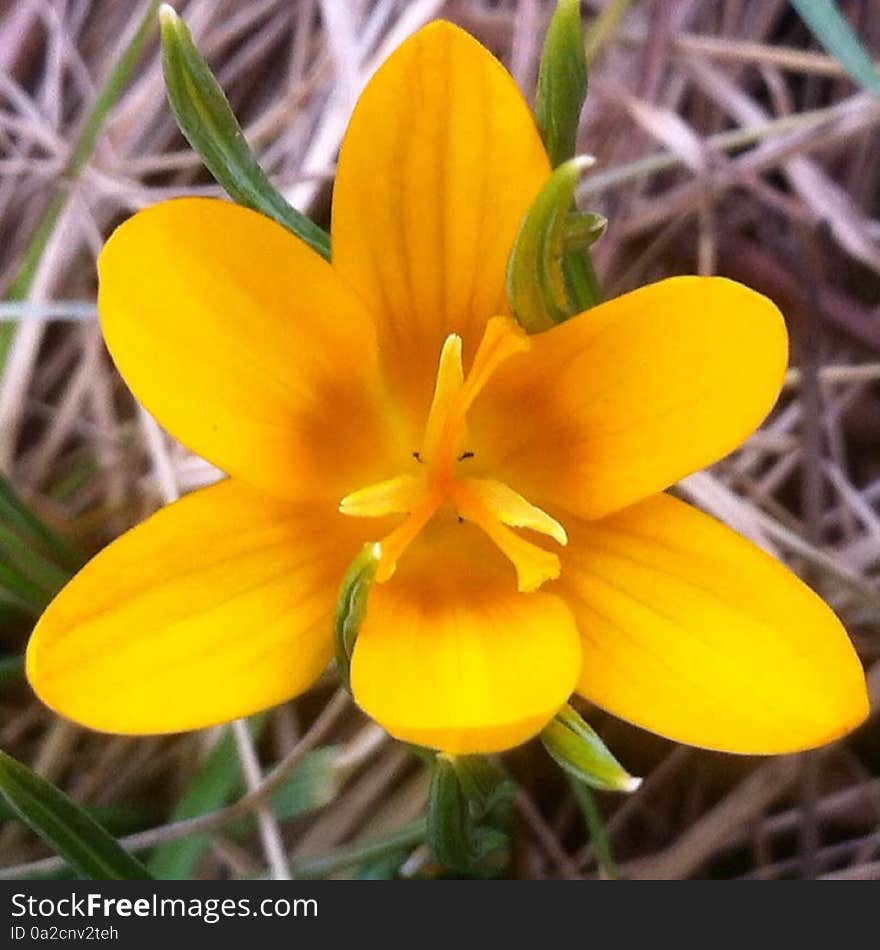 Single  Yellow Snow Crocus Flower in bloom.