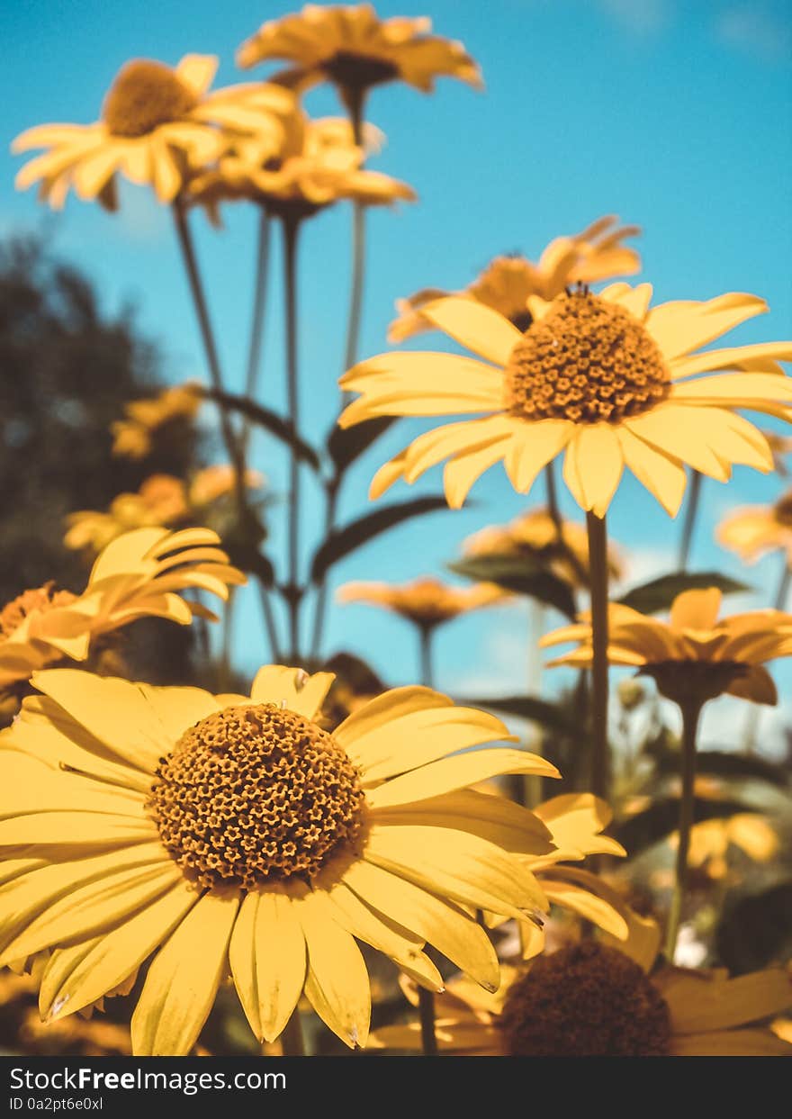 High bush yellow daisies against the sky