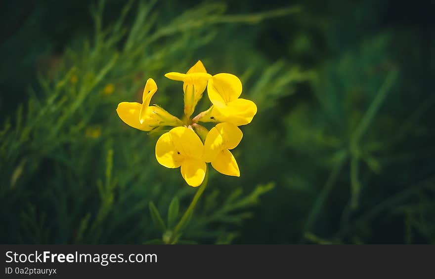 Beautiful yellow flower Lotus corniculatus with beautiful petals in the form of slices