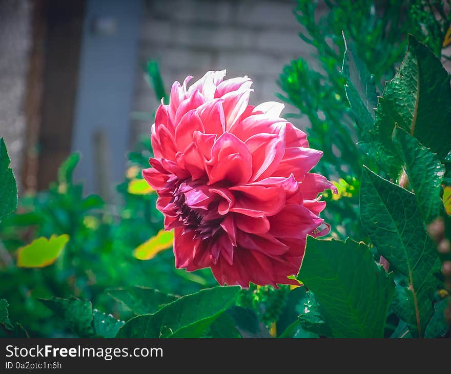 Big red dahlia flower on a green background