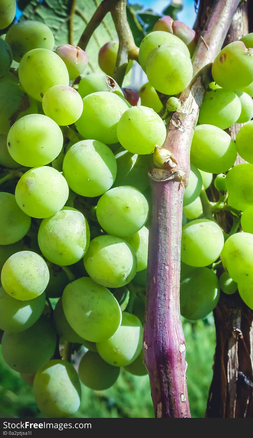 Young big green grapes hanging on the vine purple