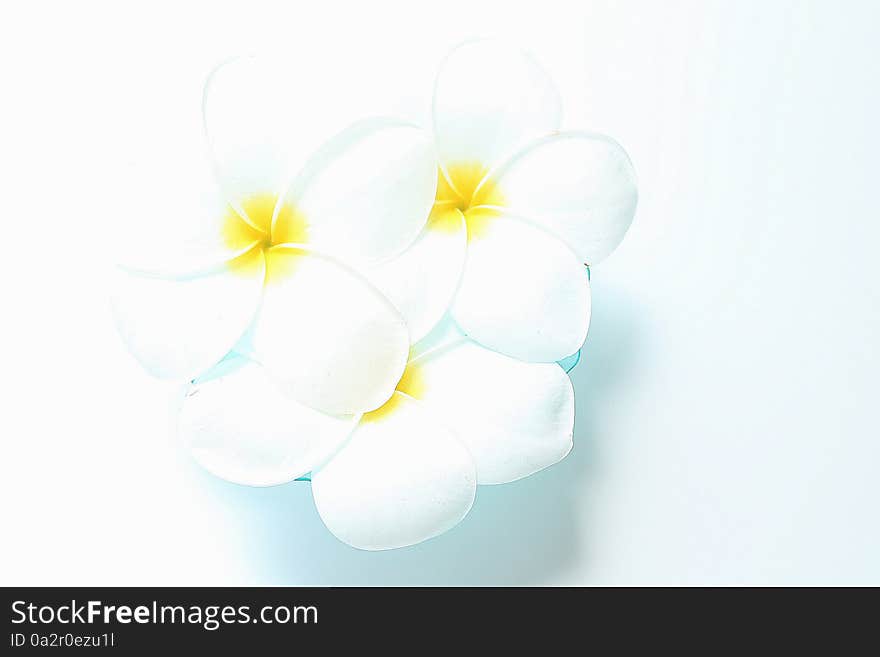 White Flowers - Plumeria Acutifolia