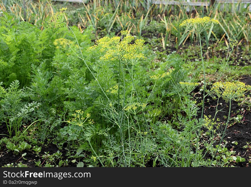 Horticultural Plant Umbrella Fennel, Carrots And Garlic.