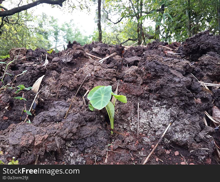 Standalone plant grown up on organic Fertilizer