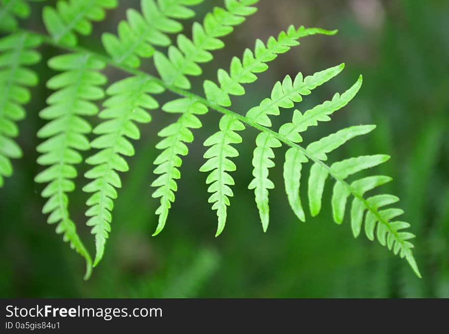 Beautiful close-up of a green fern leaf in a forest.