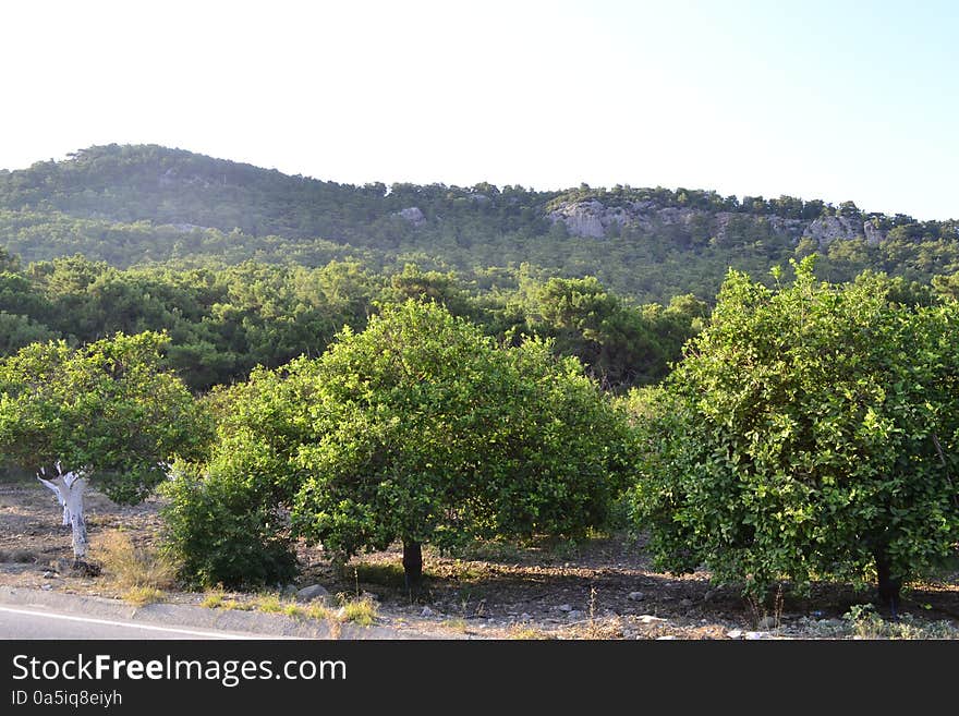 Nature in Kemer, Antalya - Turkey. Nature in Kemer, Antalya - Turkey