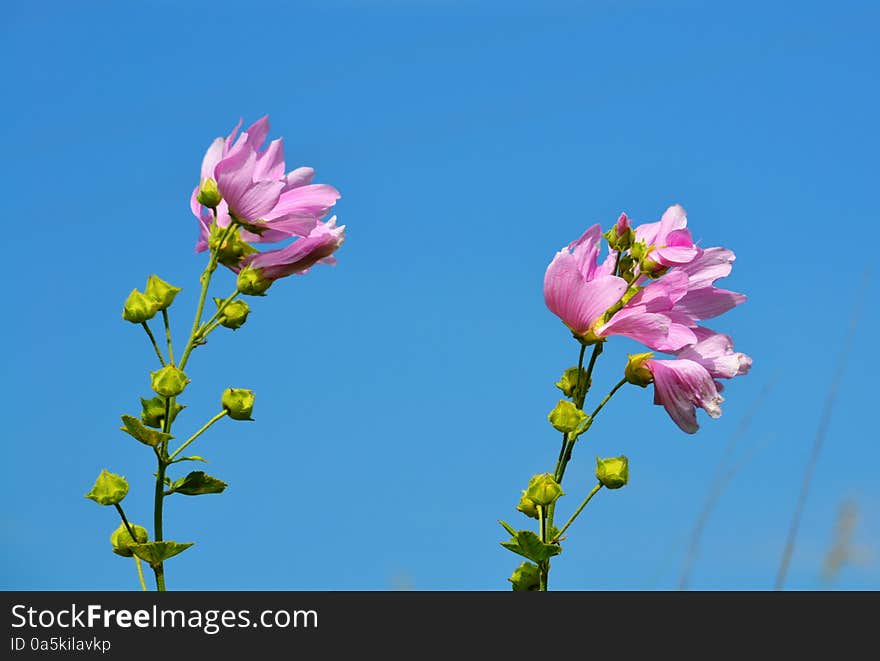 Flowerses of the steppes