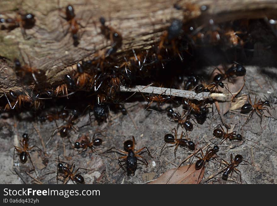 Ants covering a timber log. Ants covering a timber log