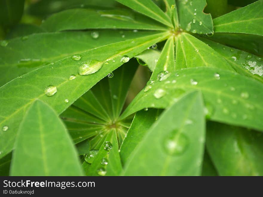 Drops of rain on the green leafs. Plant looks like tropical. Beautiful composition of morning dew on the flower in the garden. Drops of rain on the green leafs. Plant looks like tropical. Beautiful composition of morning dew on the flower in the garden.