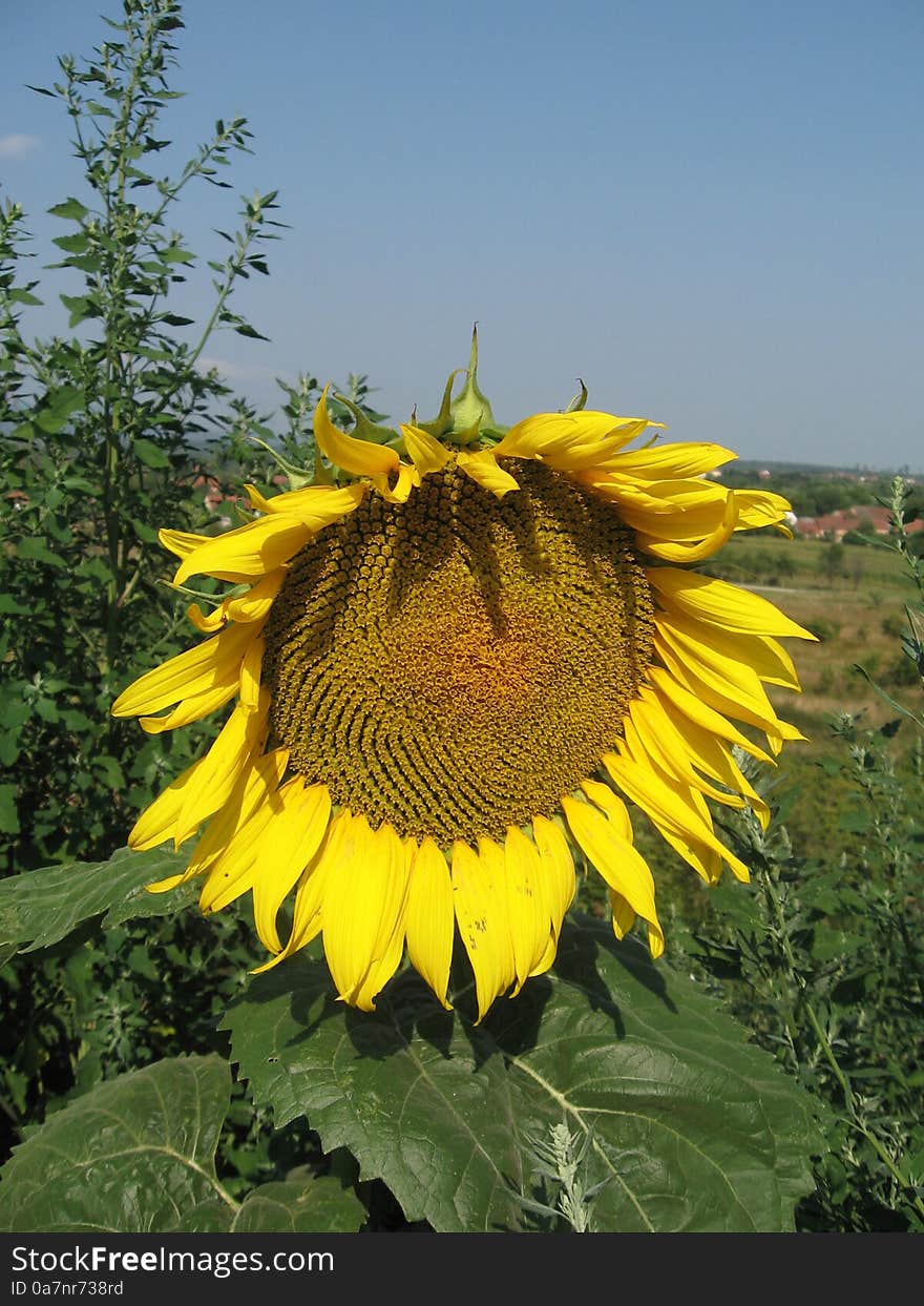 Wild sunflower grown outside fields. Wild sunflower grown outside fields