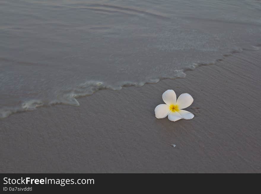 White flowers on the beach. Nature collection.