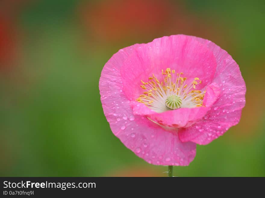 Full Blooming Pink