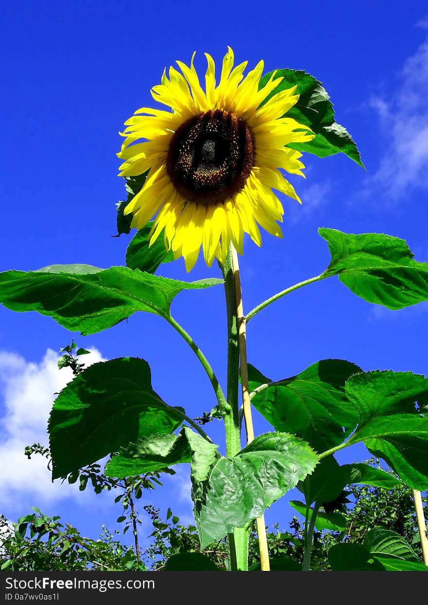 Sunflower from the garden