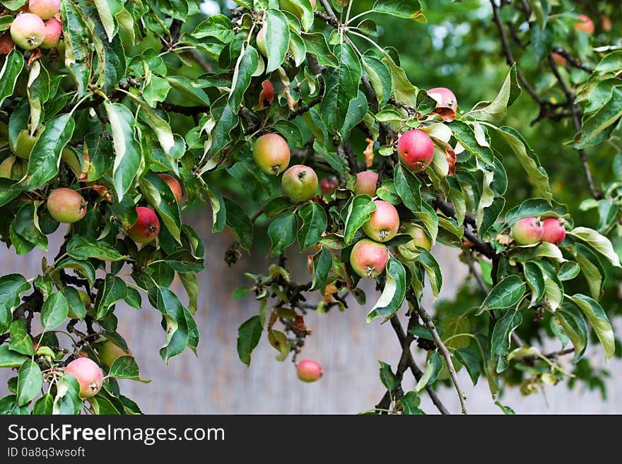 Red apples growing on the tree