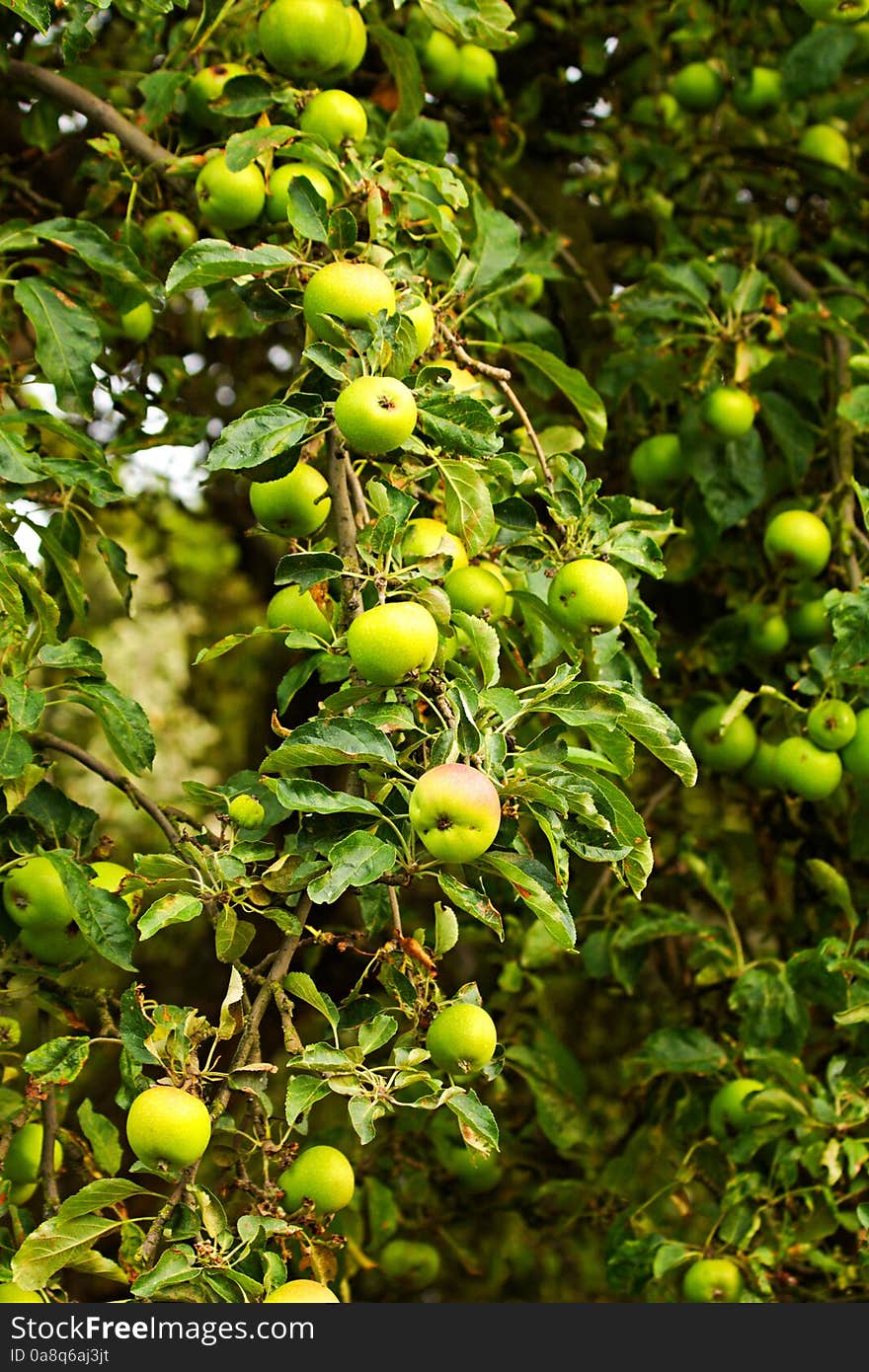 Green apples growing on the tree