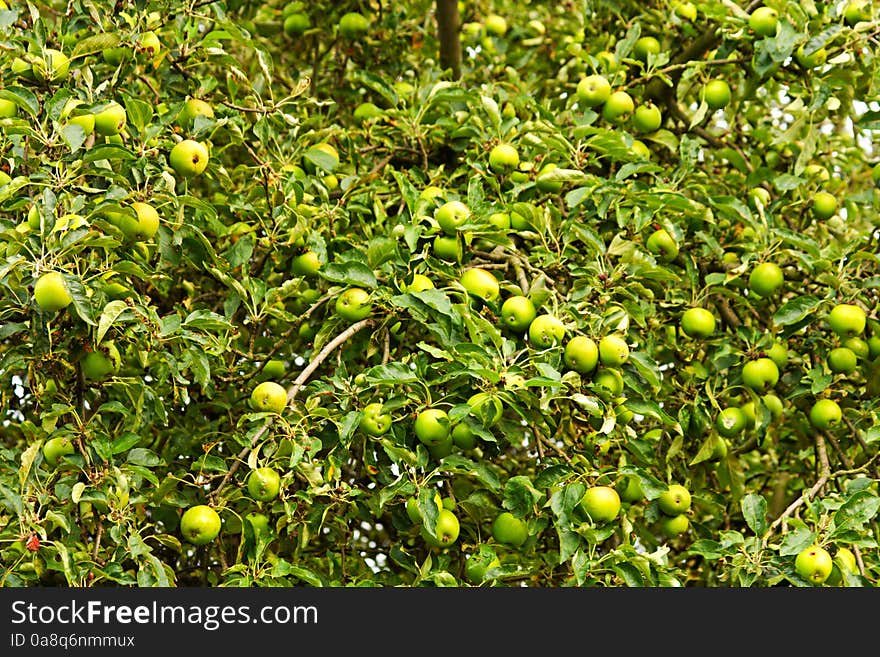 Green apples growing on the tree