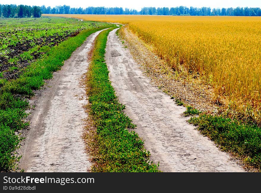 Different agricultural cultures grow On enormous floor farmersn. Different agricultural cultures grow On enormous floor farmersn