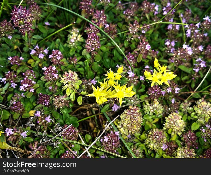 Mountain flora  in the Austrian Alps