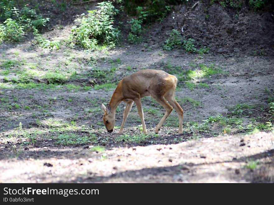 Siberian Roe Deer