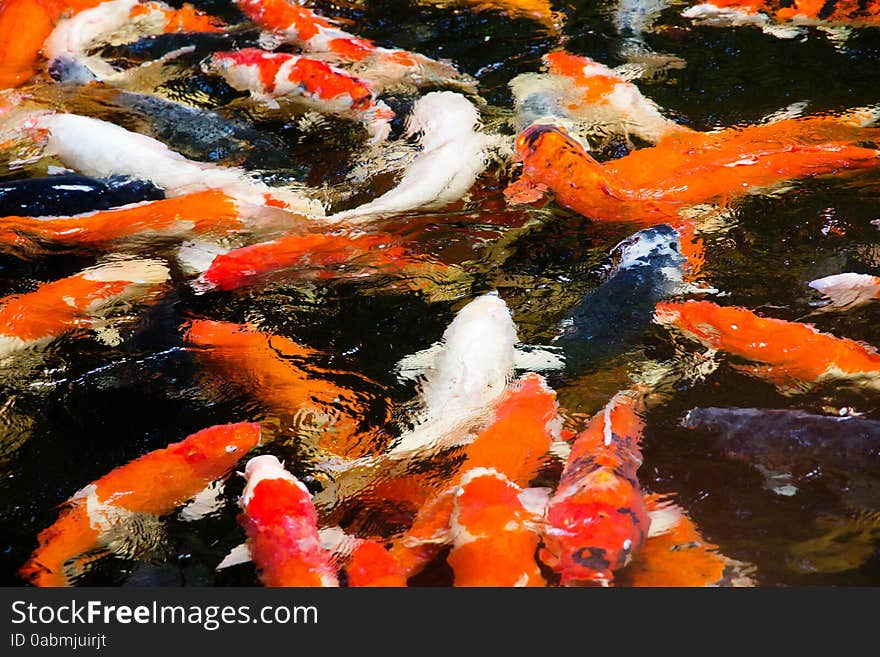 Colorful koi carp fish group swimming in pond