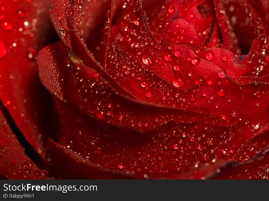 Red rose in water drops, close up photo with shallow focus. Red rose in water drops, close up photo with shallow focus.