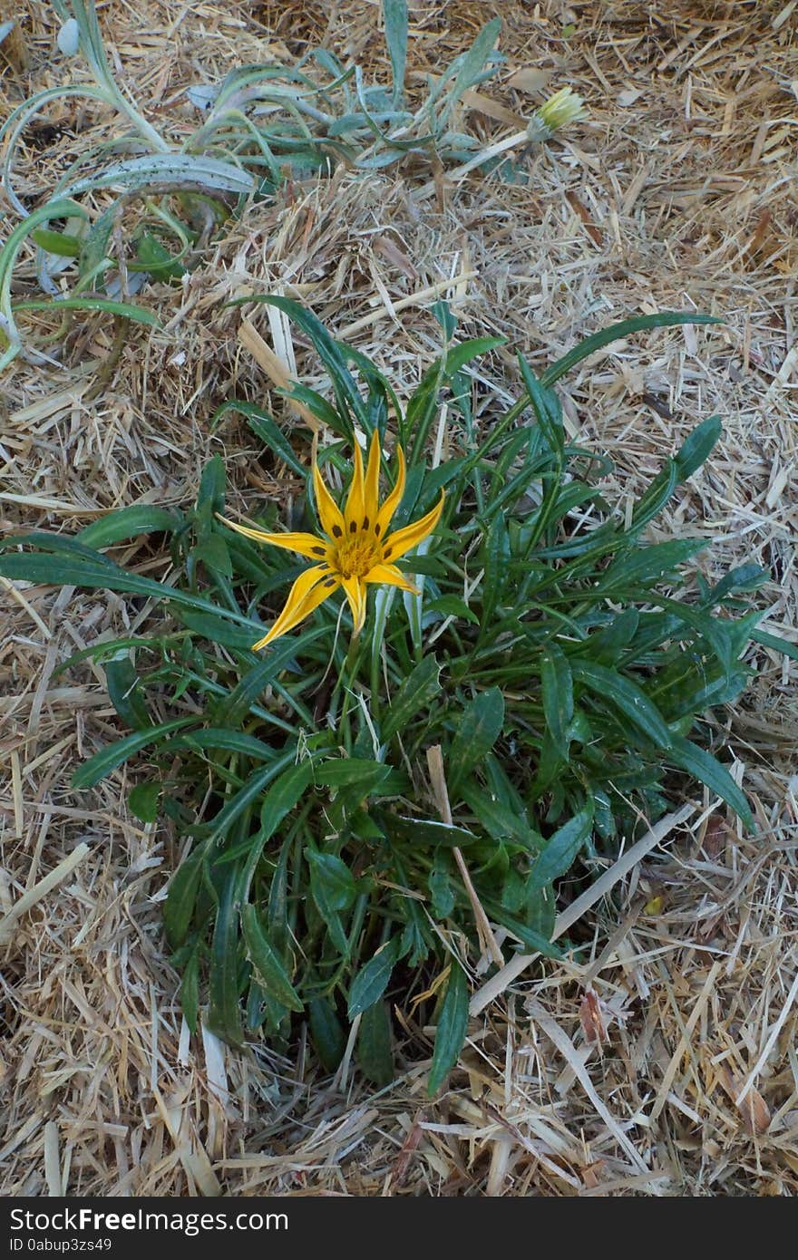 Yellow Flower Closeup