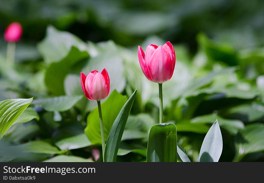 The flower has a glossy green leaves, leaves out a geng between sturdy stems and up the beautiful flowers, should be like a elegant goblet. Tulip design and color is colorful, and each color has a lovely name, like a flame blazing red "spartacus"; Like a night of deep and called the queen of night; White flowers, with pale red lace, known as the "Chinese women", is graceful, beautiful posture tiancheng