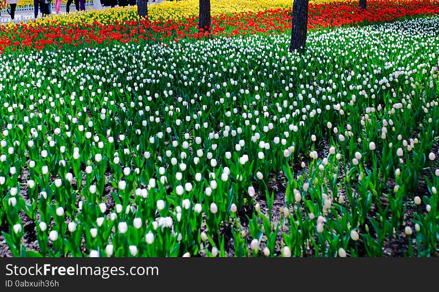 The flower has a glossy green leaves, leaves out a geng between sturdy stems and up the beautiful flowers, should be like a elegant goblet. Tulip design and color is colorful, and each color has a lovely name, like a flame blazing red "spartacus"; Like a night of deep and called the queen of night; White flowers, with pale red lace, known as the "Chinese women", is graceful, beautiful posture tiancheng